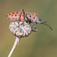 Спилостетус расширенный. :: Александр Григорьев