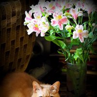 котейка и цветы :: Олег Лукьянов