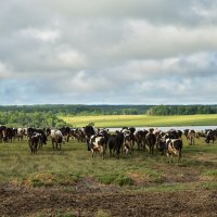 Собрание :: Ульяна Миронова