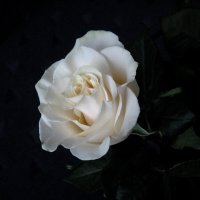 Белая роза :: Надежда 