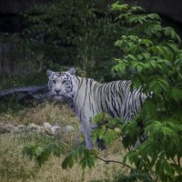 Мой друг - Бенгальский тигр :: Владимир Максимов