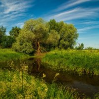 Середина июня :: Андрей Дворников