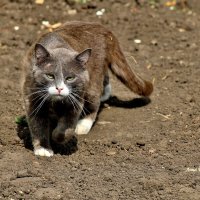 На мягких лапках, осторожно..... :: Восковых Анна Васильевна 