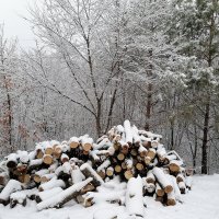 Снежок в марте :: Мария Собакарева