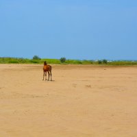 Избербаш. Пески на побережье Каспия. :: Пётр Чернега