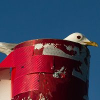 Black-headed gull | 3 :: Sergey Sonvar
