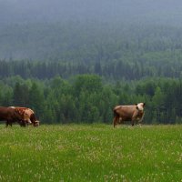 Пастораль. :: Вера Литвинова