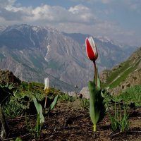 ДОЛИНА КУЛАСЬИ, всё выше. :: Виктор Осипчук