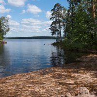 Волной прибило к берегу тростник. :: Владимир Безбородов