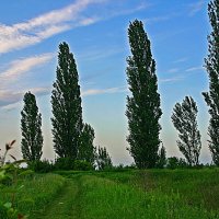 Кубань...Южные тополя! :: Владимир 