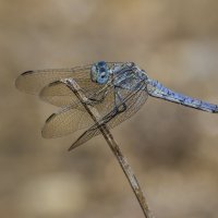 Libellula vibrans. :: Alexander Amromin