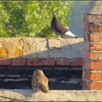 Домовый сыч :: Сеня Белгородский