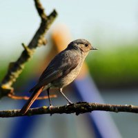 Встречая новый день :: Юрий. Шмаков