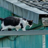 Гуляю где хочу... :: Николай Саржанов