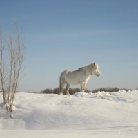 Кобылка :: Anna Ivanova