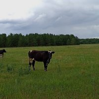 На лугу пасутся ко... :: Надежда 