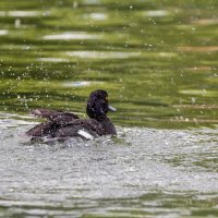 Запуск водного мотора перед стартом :: Игорь Сарапулов