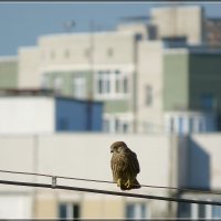 Соколята ещё посещают меня :: Сеня Белгородский