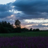 Летний вечер. :: Андрей Андрианов