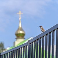 Любитель  послушать  колокольный звон :: Валерий Иванович