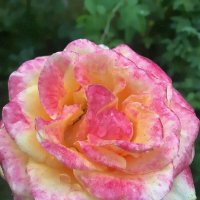 Красота розы существует недолго, но память о ней — вечно… :: Ольга Довженко