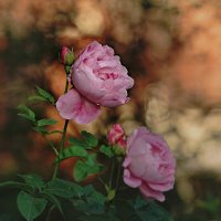 Розы на закате :: Светлана Каруненко