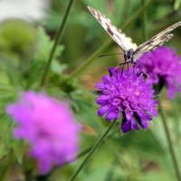 Мир Природы "The Natural World"-середина лета - Бабочка :: "The Natural World" Александер