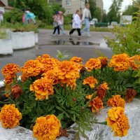 Городские цветы... :: Мария Васильева