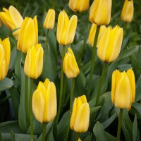 Жёлтые тюльпаны :: Лилия *
