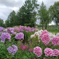 С видом на реку... :: Мария Васильева