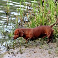 Искупаться что ли? Так вода холодная! Надо подумать! :: Восковых Анна Васильевна 