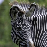 Grevy&#39;s zebra :: Al Pashang 