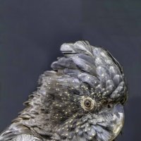 Red tailed black cockatoo :: Al Pashang 