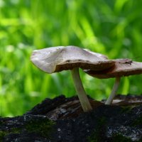 Старые  грибы :: Геннадий Супрун