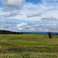 Поле. :: Радмир Арсеньев