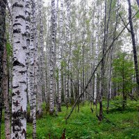 Берёзовый лес :: Светлана Кузнецова