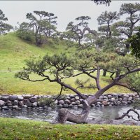 Японского парка краса (3) :: Валерий Готлиб