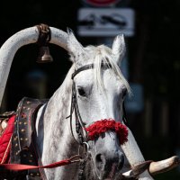 Одна лошадиная сила. :: Вадим Басов