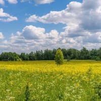 Солнечный луг :: Владимир Езеров 