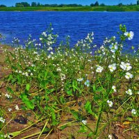 Июль...Крестоцветы у воды! :: Владимир 