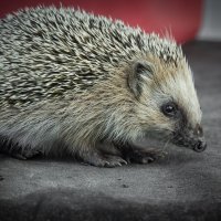 Hedgehog on old roofing material | 7 :: Sergey Sonvar