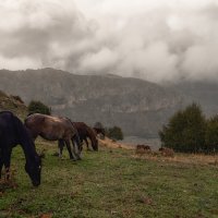 Пастбище в горах :: Лилия .