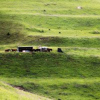 Летняя конюшня в альпийских лугах :: M Marikfoto