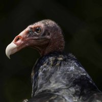 Turkey vulture :: Al Pashang 