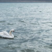 Однажды в серебряном море. :: Анатолий Щербак