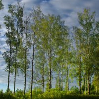 Придорожные березки... :: M Marikfoto