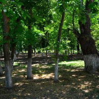 Махачкала. Городской сад летом. :: Пётр Чернега