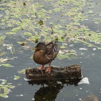 Утка Кряква :: Анатолий Клепешнёв