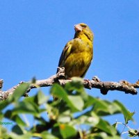 Зеленушка на верхушке старой груши. :: Восковых Анна Васильевна 