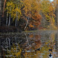 В тихой заводи..... :: Юрий Цыплятников